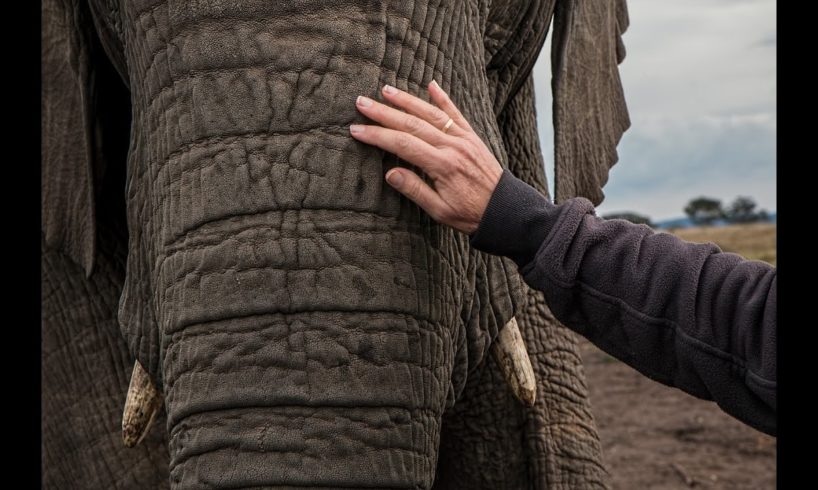 Animal Rescue, Reunited With An Elephant He Rescued After 30 Years.