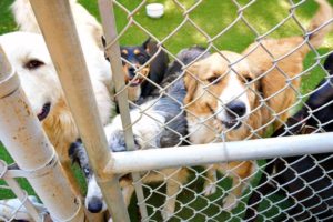 Animal Rescue Saves Dogs From California Wild Fires