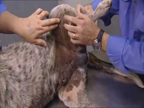 Animal Rescue - Season 1, Episode 1