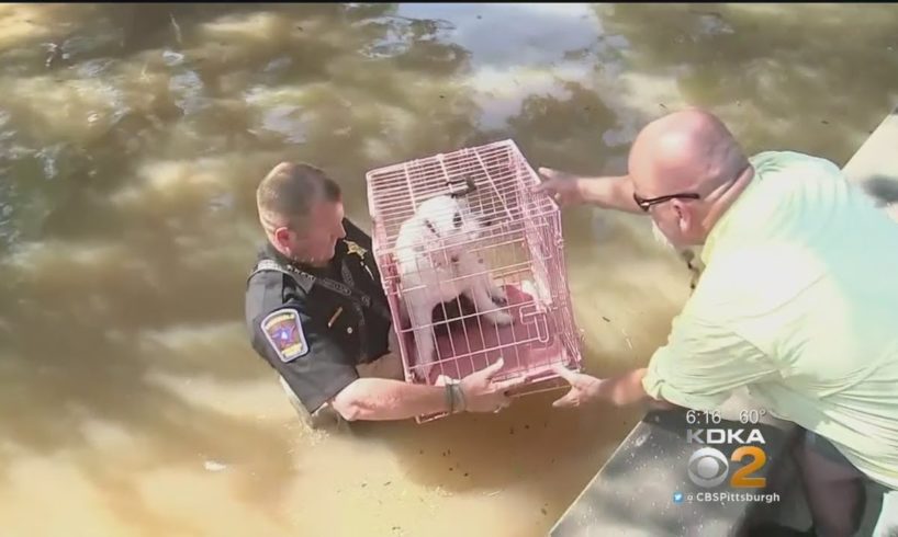 Animal Rescue Team Bringing Texas Shelter Dogs To Pittsburgh