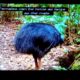 Animal fight night: Cassowaries fighting