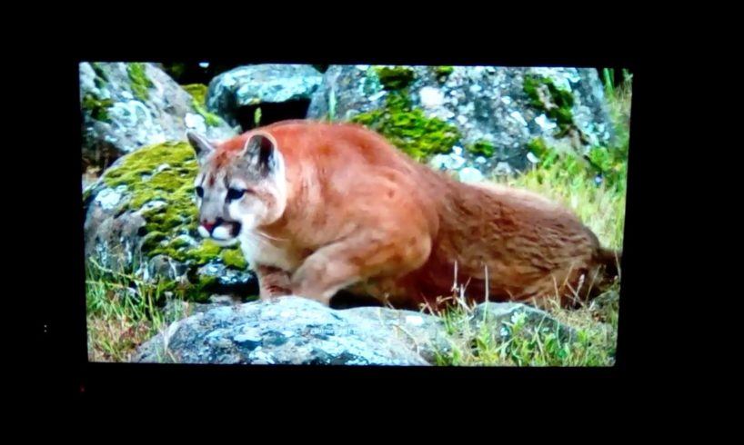 Animal fight night:Cougar vs Grizzly bear