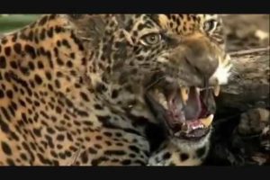 Animal fights Jaguar attacks crocodiles capybaras Animal attacks