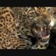 Animal fights Jaguar attacks crocodiles capybaras Animal attacks