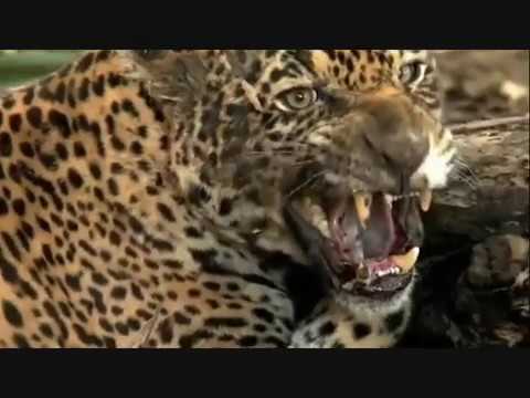 Animal fights Jaguar attacks crocodiles capybaras Animal attacks