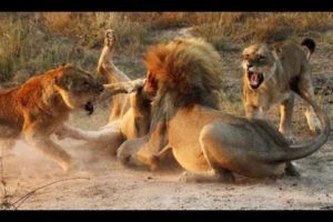 Animal fights - Lioness vs 10 lions from Pride