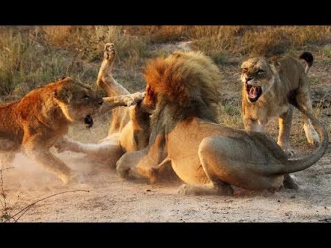 Animal fights - Lioness vs 10 lions from Pride