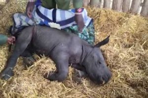 Animal rescue - baby rhino abandoned by his mother