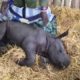 Animal rescue - baby rhino abandoned by his mother