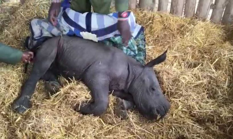 Animal rescue - baby rhino abandoned by his mother