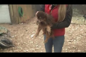 Animal rescue crews search Camp Fire area for lost pets