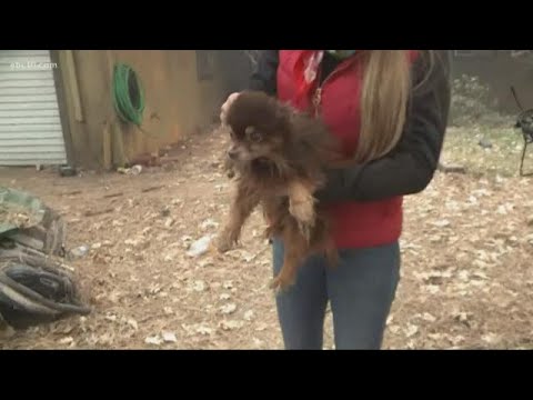 Animal rescue crews search Camp Fire area for lost pets