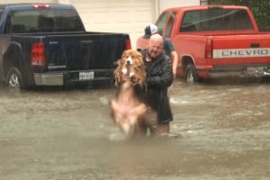 Animal rescues from Houston storm