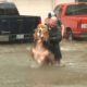 Animal rescues from Houston storm