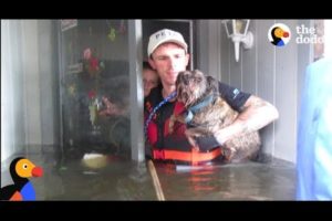 Animals Left Behind In Hurricane Harvey RESCUED by Heroes | The Dodo