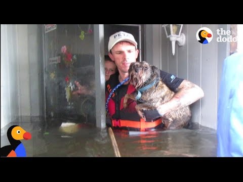 Animals Left Behind In Hurricane Harvey RESCUED by Heroes | The Dodo