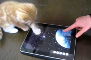 Animals Play on iPad!