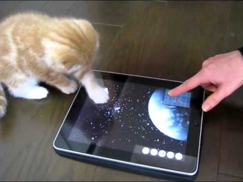 Animals Play on iPad!