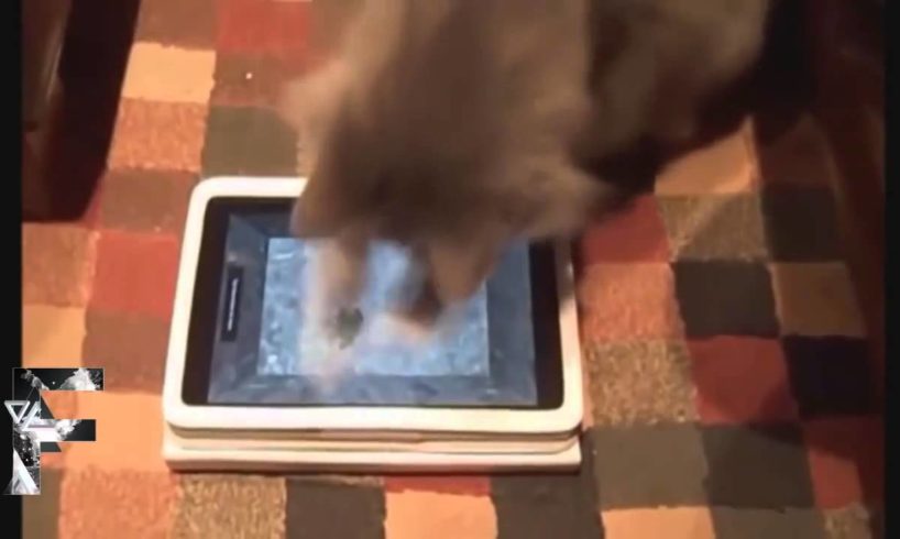 Animals Playing On Tablets Compilation