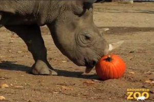 Animals Receive Halloween Pumpkins