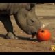 Animals Receive Halloween Pumpkins