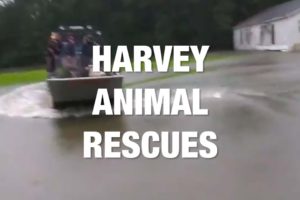 Animals Rescued During Harvey Floods
