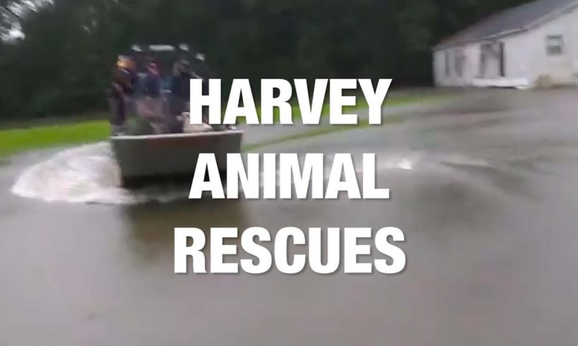 Animals Rescued During Harvey Floods