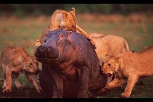 Animals attack - Lions attack Hippos and Warthogs - Animal fights