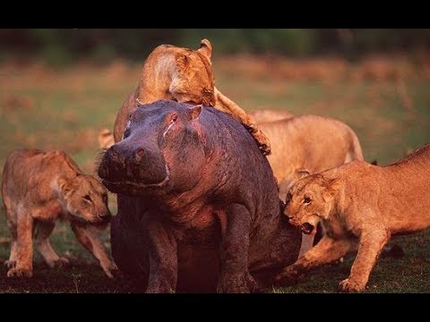 Animals attack - Lions attack Hippos and Warthogs - Animal fights