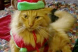 Animals of YouTube sing "Jingle Bells"