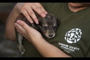 Animals rescued after the Guatemala volcano