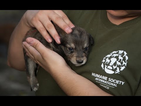 Animals rescued after the Guatemala volcano