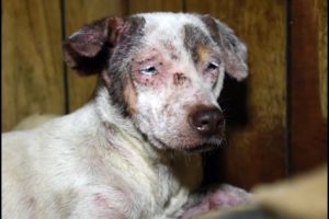 Animals rescued from cruelty in Arkansas