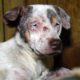 Animals rescued from cruelty in Arkansas