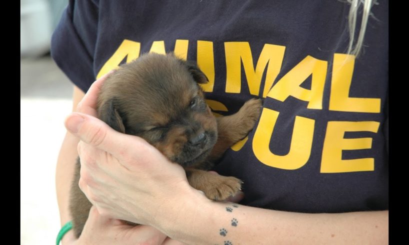 Animals rescuing People and other Animals ● Ultimate Compilation
