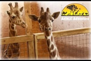 April the Giraffe Cam - Animal Adventure Park