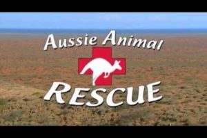 Ausie Animal Rescue