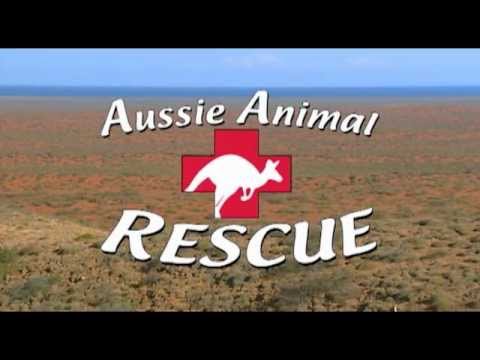 Ausie Animal Rescue