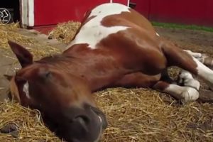 Awkward videos of Animals falling asleep: funny animal videos 2018- funny animal compilation