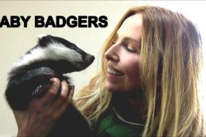 BABY BADGERS UP CLOSE at Secret World Animal Rescue