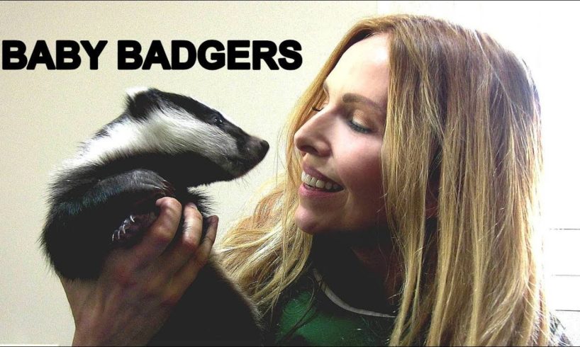 BABY BADGERS UP CLOSE at Secret World Animal Rescue