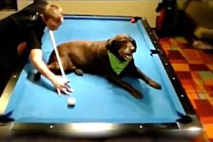 BEST POOL & SNOOKER TRICK SHOTS!