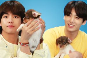 BTS Plays With Puppies While Answering Fan Questions