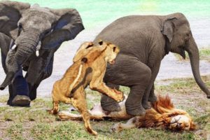 Baby Elephant rescued... viewed with Alan Tours while on Safari at the Addo Elephant National Park.