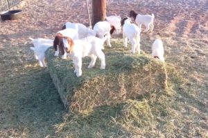 Baby Goats Playing, Jumping and Running #animals #goats #babygoats