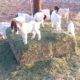 Baby Goats Playing, Jumping and Running #animals #goats #babygoats