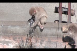 Baby animals Playing in the water