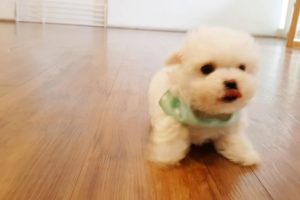 Baby bichon frise video cutest puppy - Teacup puppies KimsKennelUS