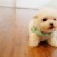 Baby bichon frise video cutest puppy - Teacup puppies KimsKennelUS
