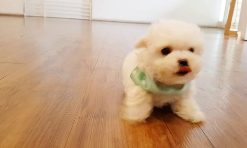 Baby bichon frise video cutest puppy - Teacup puppies KimsKennelUS